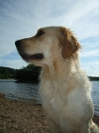 Laika-Portraits (Juli 2006)