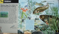 06-08-22-09_Rinken-Feldsee