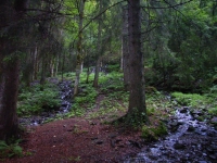 Vom Rinken zum Feldsee (22.08.2006)