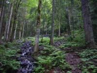 Vom Rinken zum Feldsee (22.08.2006)