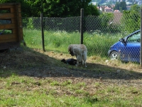 Grillnachmittag (Juni 2006)