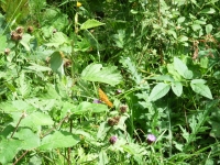 060730_Baerental_Titisee