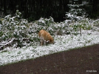 111019_erster_Schneefall