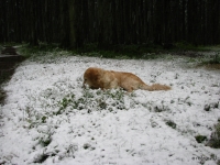 111019_erster_Schneefall