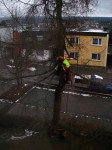12-01-10_Baumfaellung