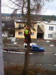 12-01-10_Baumfaellung