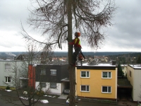 12-01-10_Baumfaellung