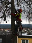12-01-10_Baumfaellung