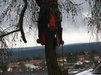 12-01-10_Baumfaellung