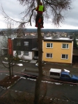 12-01-10_Baumfaellung