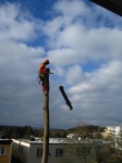 12-01-10_Baumfaellung