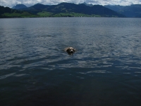 11-08-13_03_Einsiedeln_-_Ibergeregg